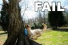 Fail_dogs2.jpg