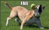 Fail_dogs1.jpg