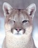 Winking-Cougar-Print-C10054490.jpeg