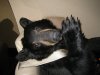 Bear.JPG