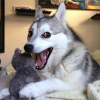 IMG_0381.PNG