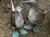 518329-Blue-footed-Boobies-0.jpg