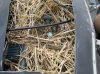 bird.jpg
