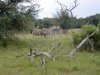 Africa 2011 220.jpg