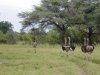 Africa 2011 241.jpg