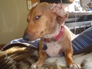 Suspicious-Dog-meme-1.jpg