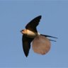 African_Swallow