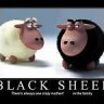 blacksheep4
