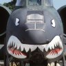 Warthog