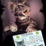 Meow