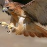 retiredhawk