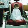 Fred the Barber