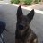 K9Niko